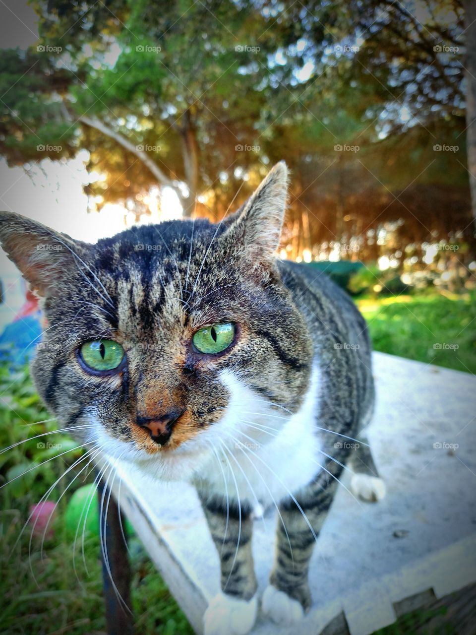 my friend cat