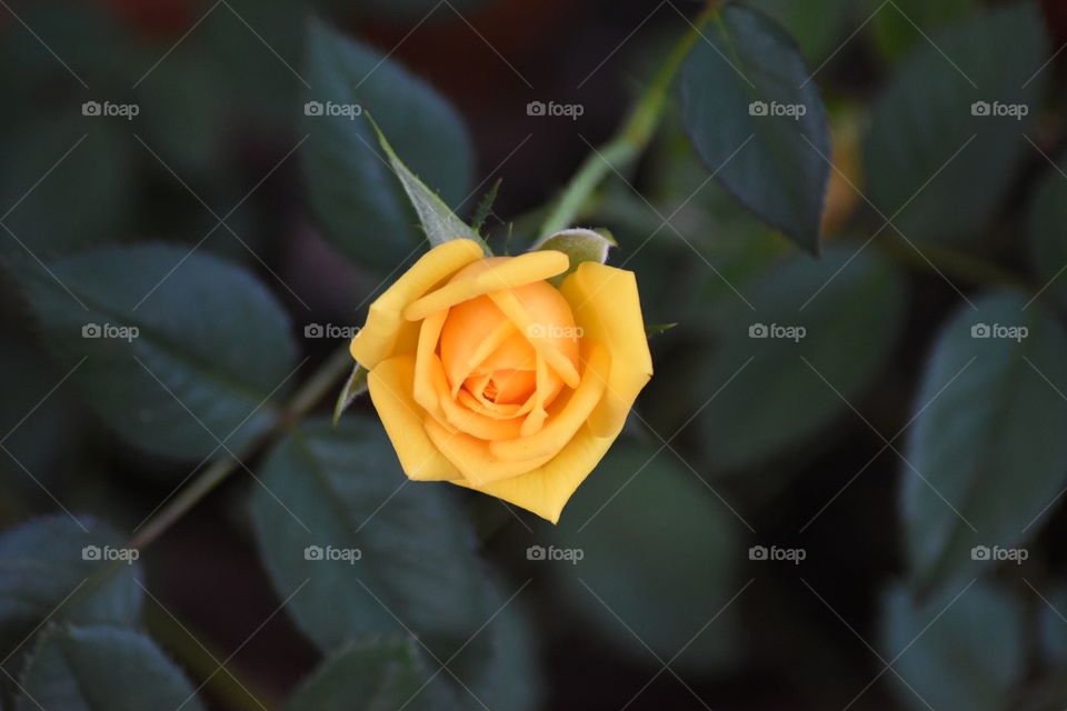 small Yellow Rose