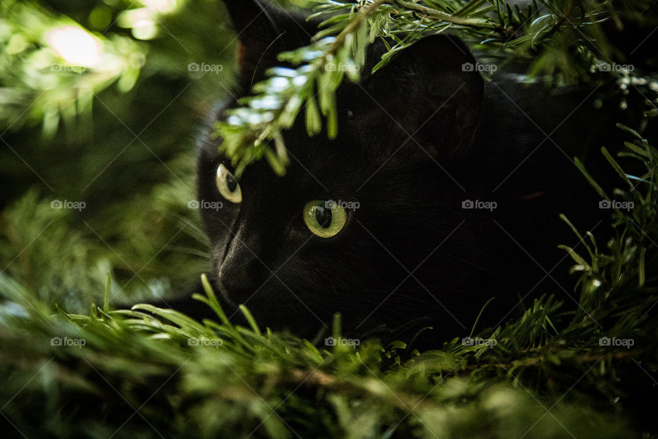 Cute black kitten in a Christmas tree. An animal portrait. Cat is black.