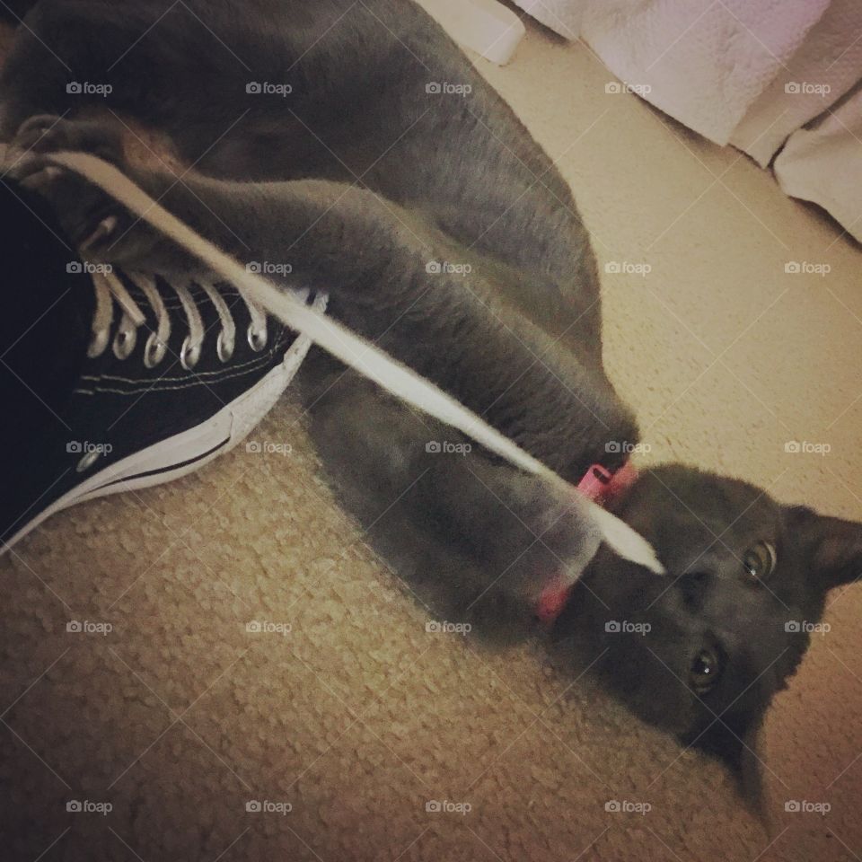 Destroyer of Shoelaces