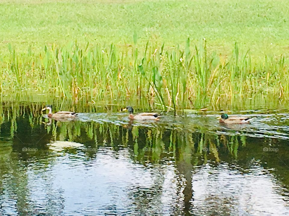 3 ducks swimming in a pond in Florida 