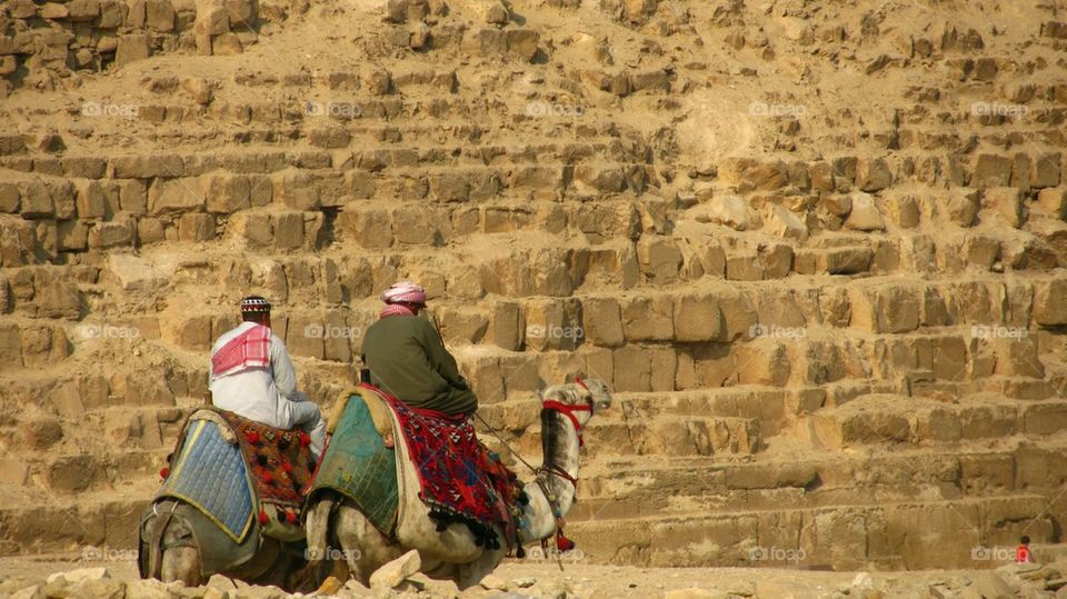 Camels in front of pyramids 