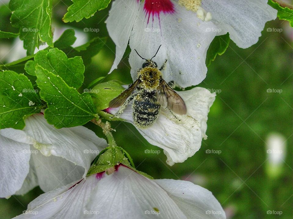 Bee covered in pollen