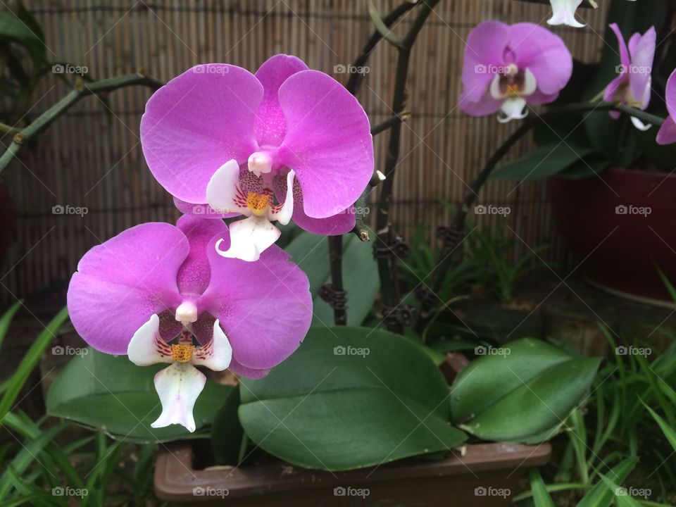 Flower, Flora, Nature, Orchids, No Person