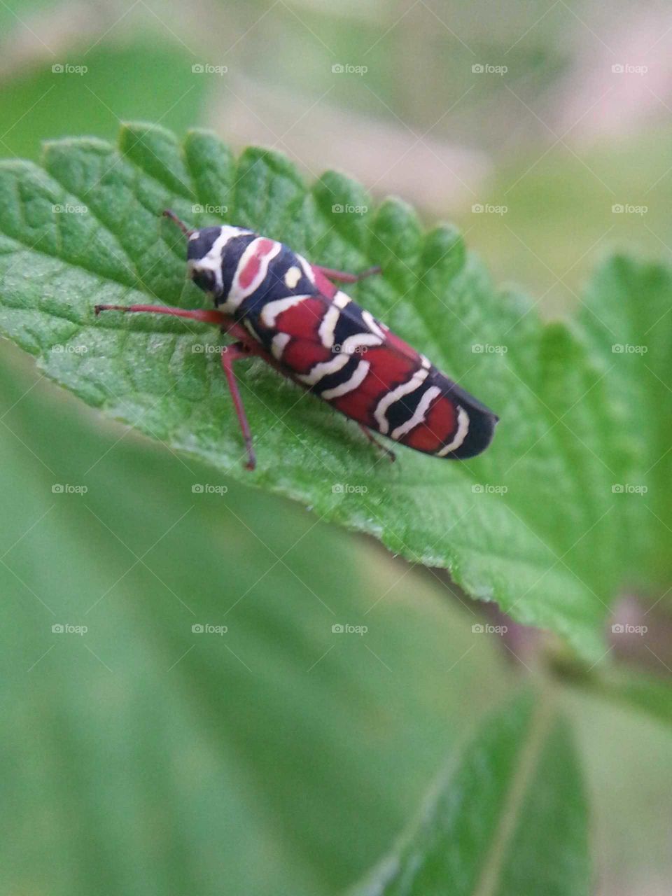 cute colourful bug