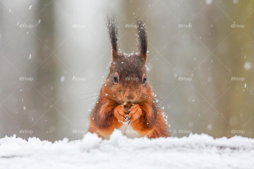 Squirrel eating a walnut in the snow on a snowy day