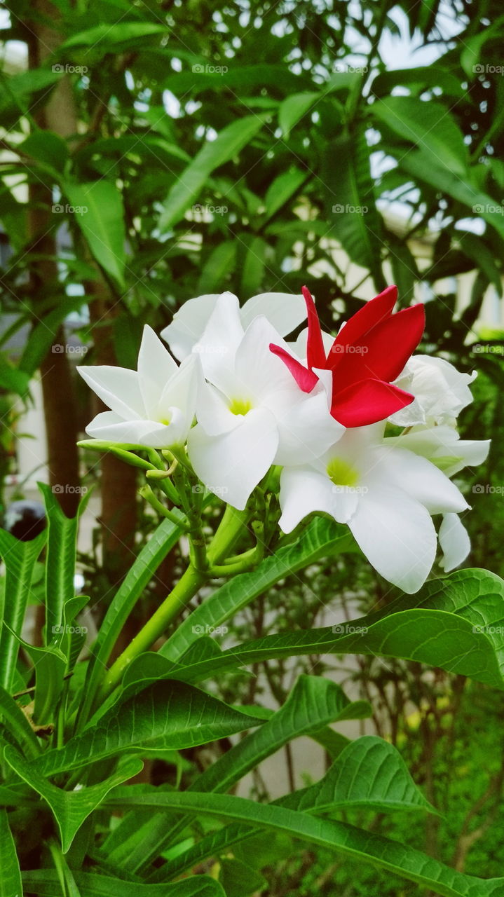 Bloom 🌸