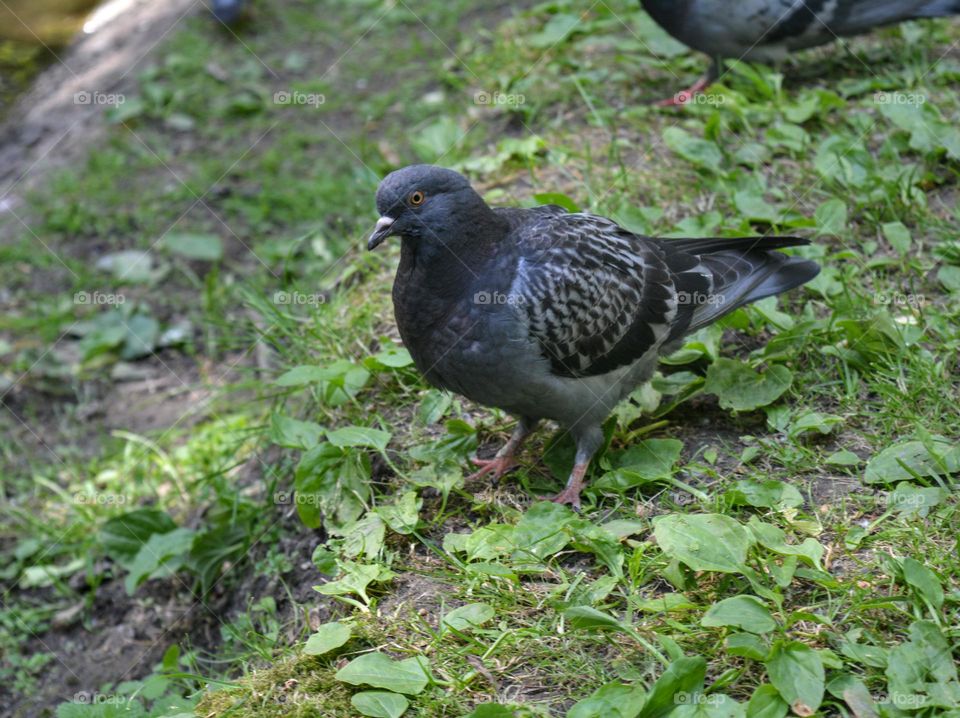 urban birds doves in city park