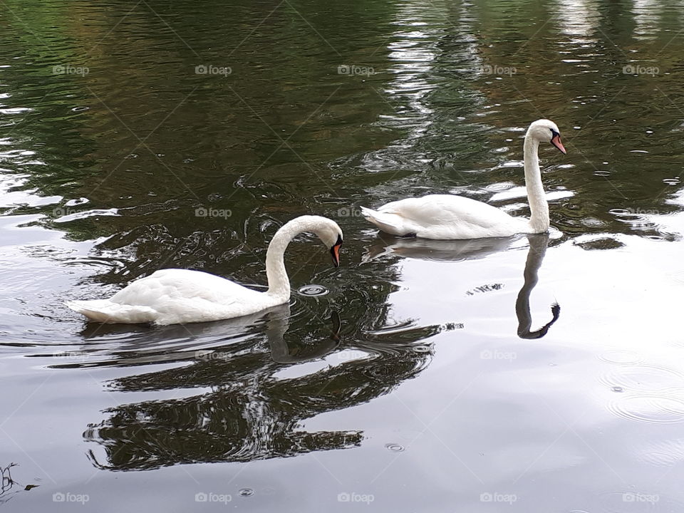 Two Swans