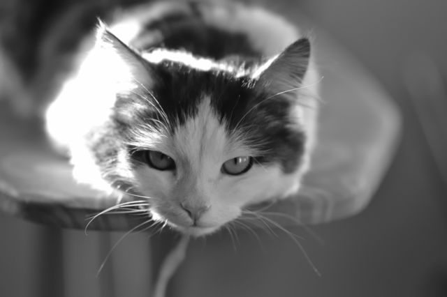 cat