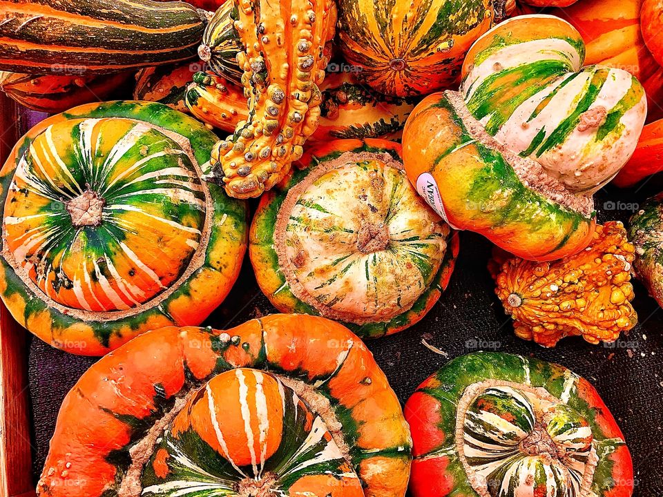 Moods of Fall mission colorful ornamental squash, bright oranges and green, reds, yellows 