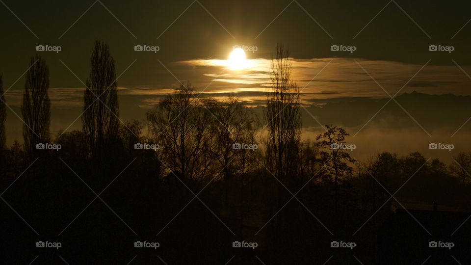 Silhouette of trees during sunset