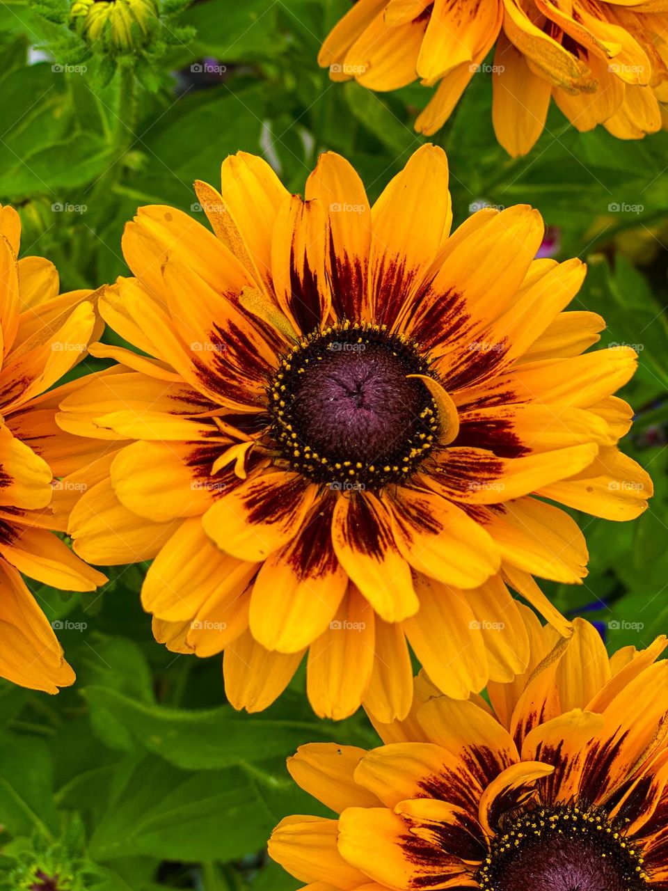 Yellow flowers