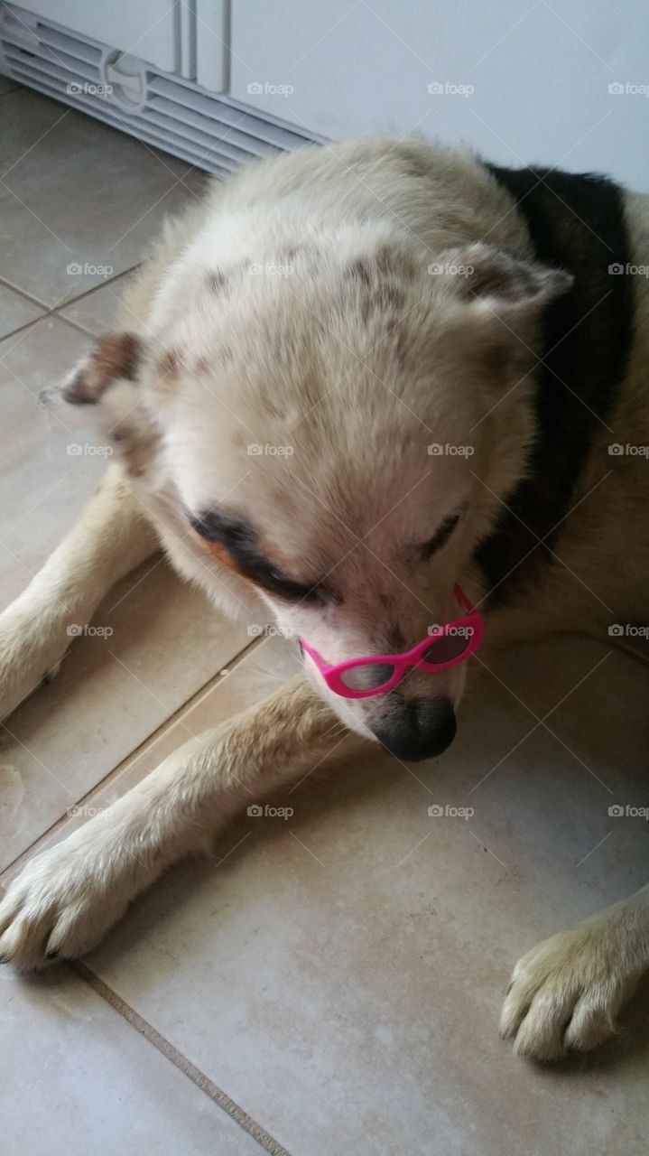 Just a dog wearing glasses