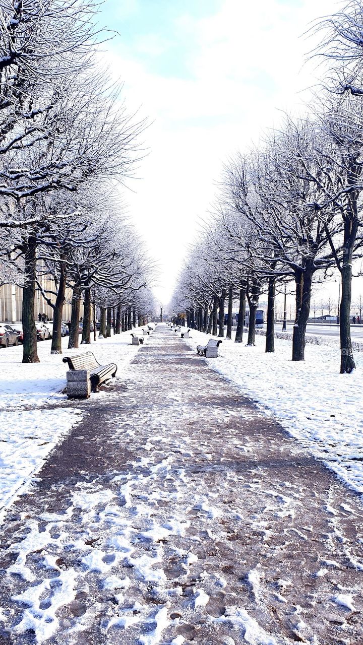 snow-covered alley, path in the park, on the sides there are trees and benches