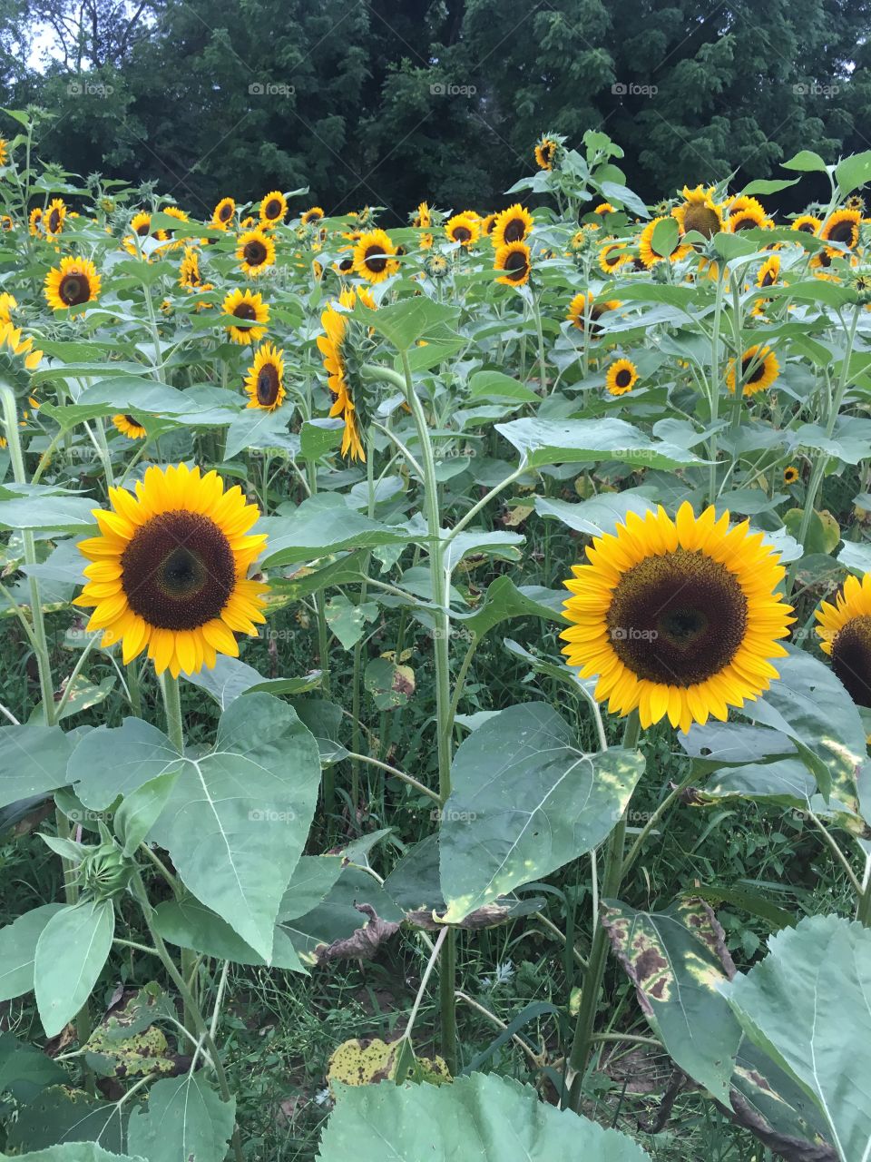 A field of beautiful sunflowers.