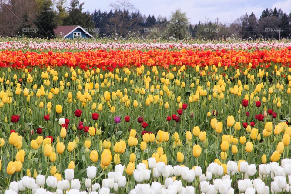 Tulip fields 