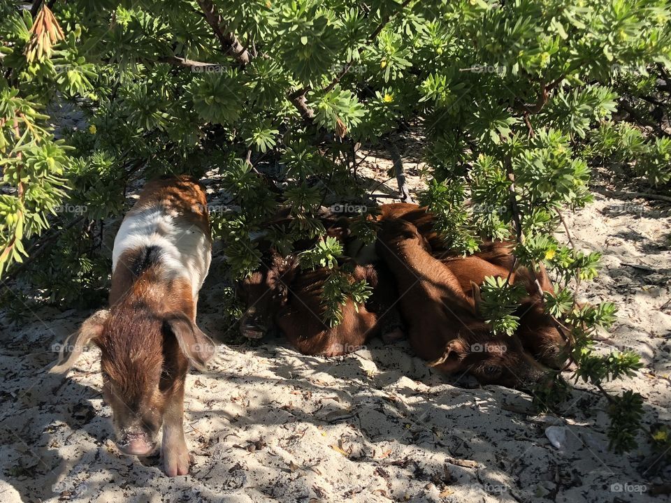 Pig Island Exuma baby pigs 