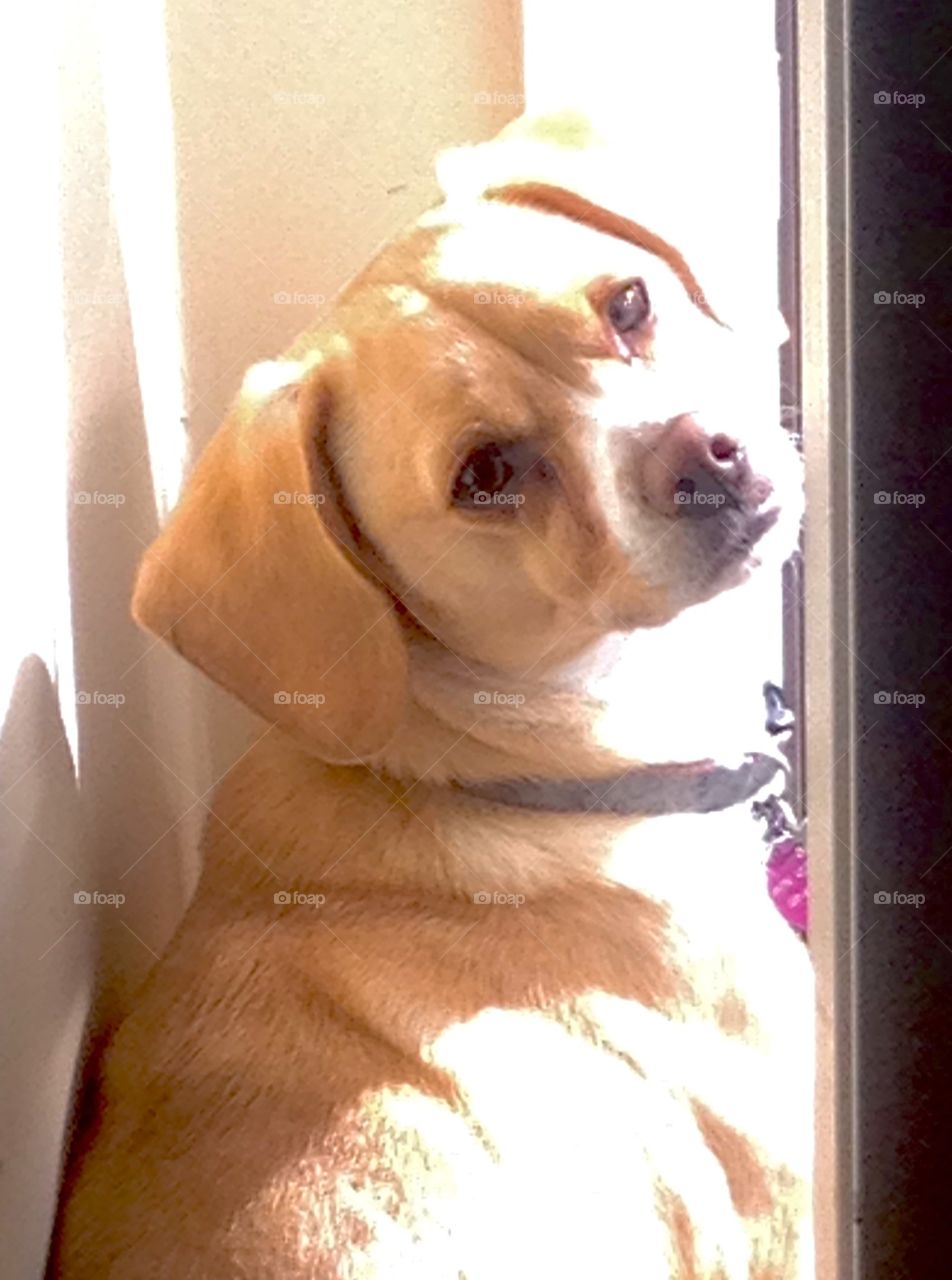 Portrait of a dachshund 
