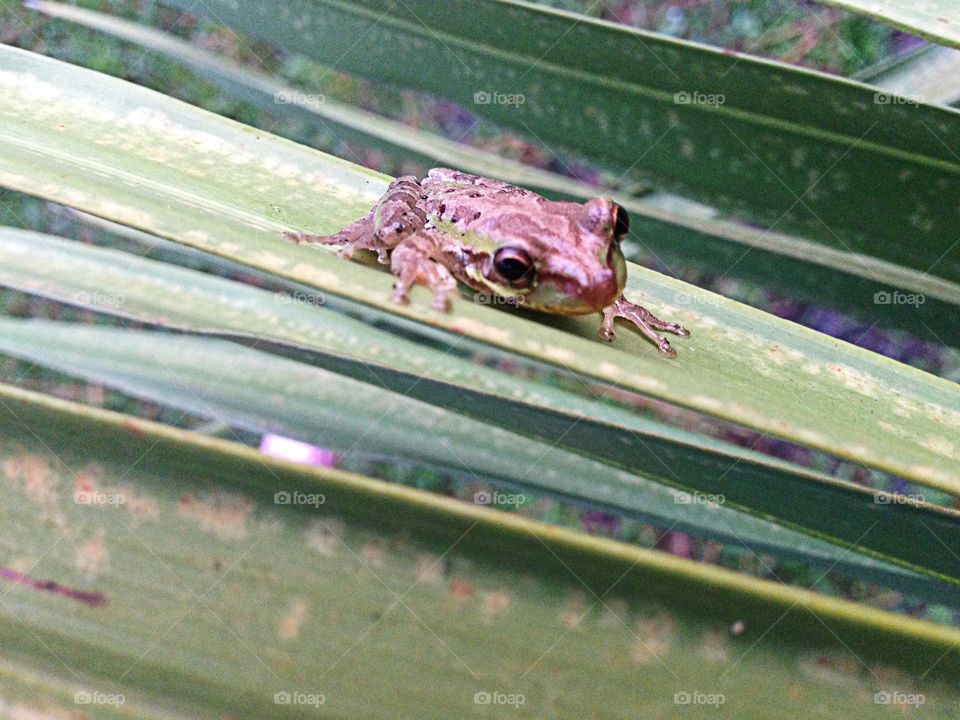 Baby tree frog 