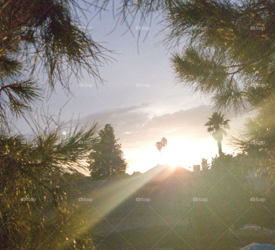Sun's rays shine through clouds and through pine boughs
