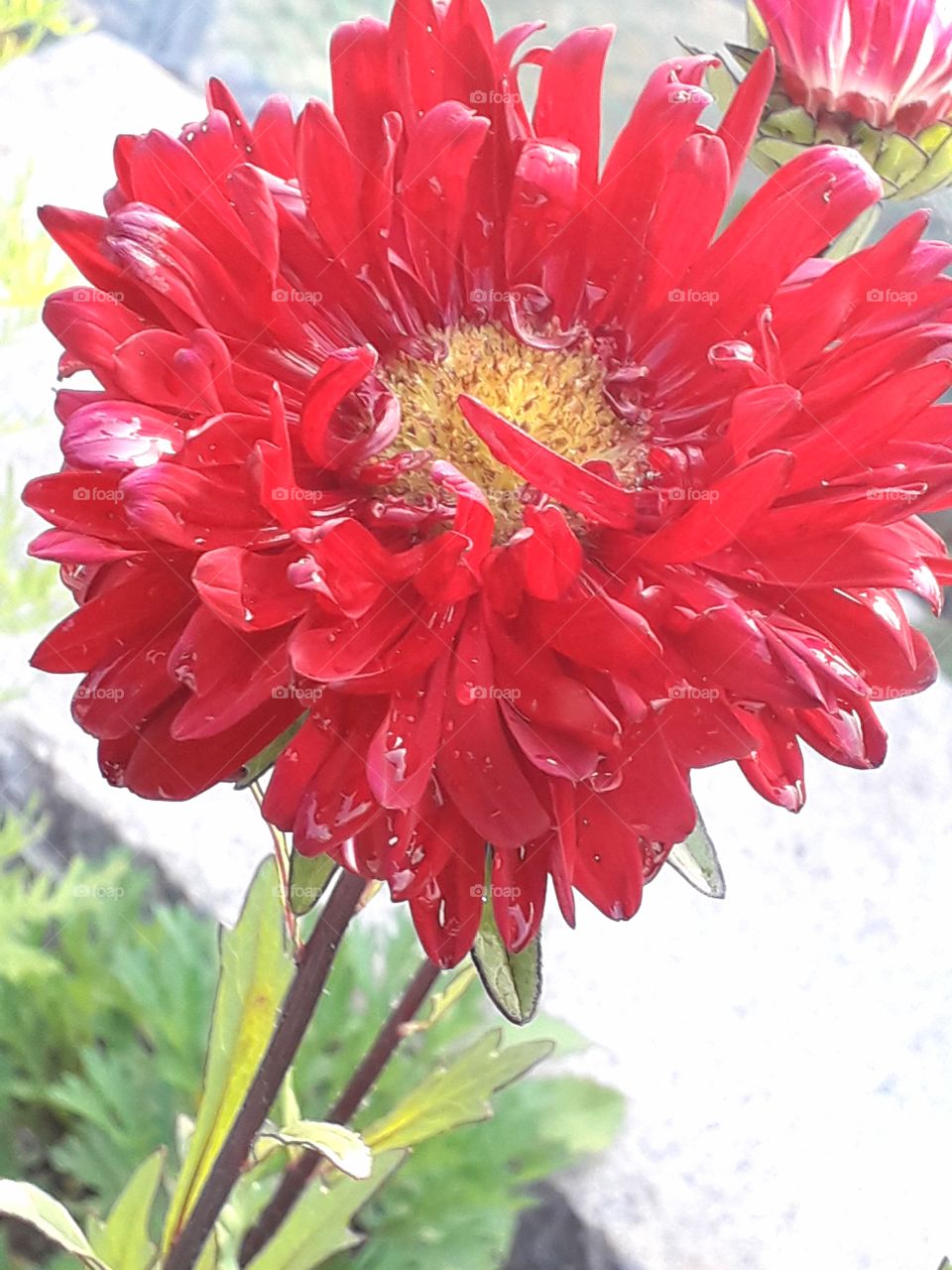 Red jini flower