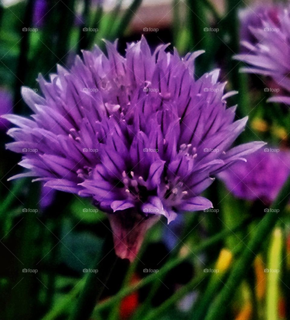 chives 