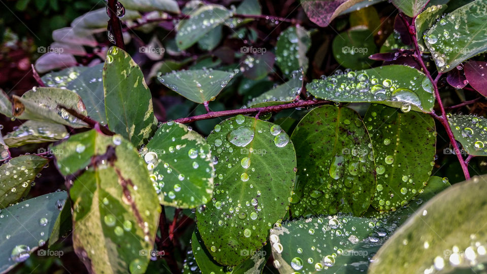 water droplets on rose leafs