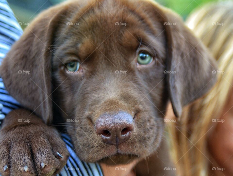 Chocolate Labrador Puppy
