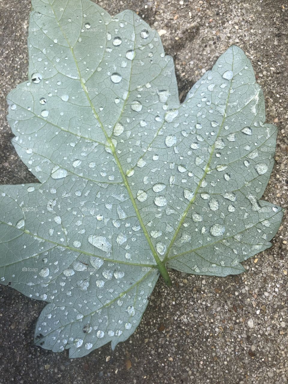 The backside of a green fallen spring leaf with rain droplets. 