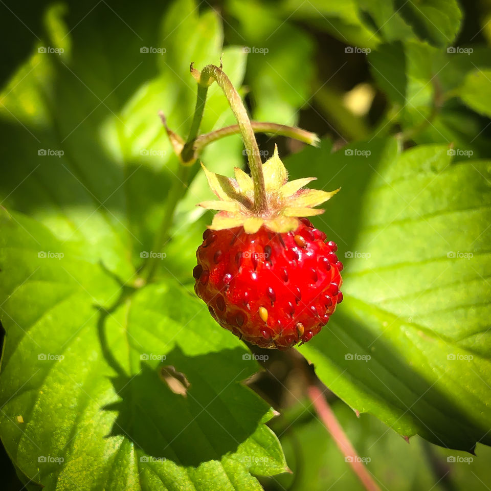 Fresh wild strawberries