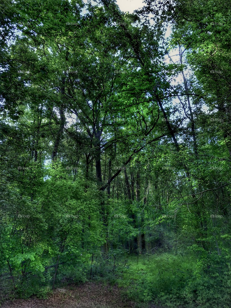 Late Afternoon Light