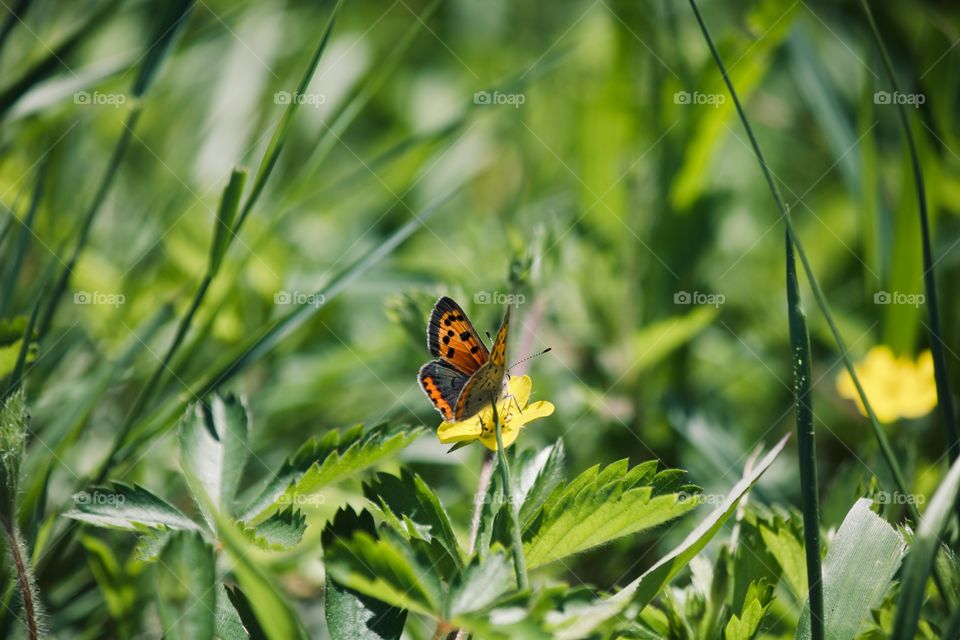 Small butterfly on yellow wild flower 