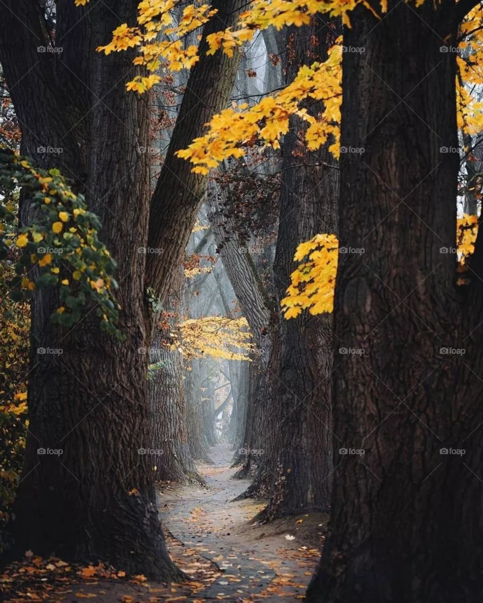 Tall trees