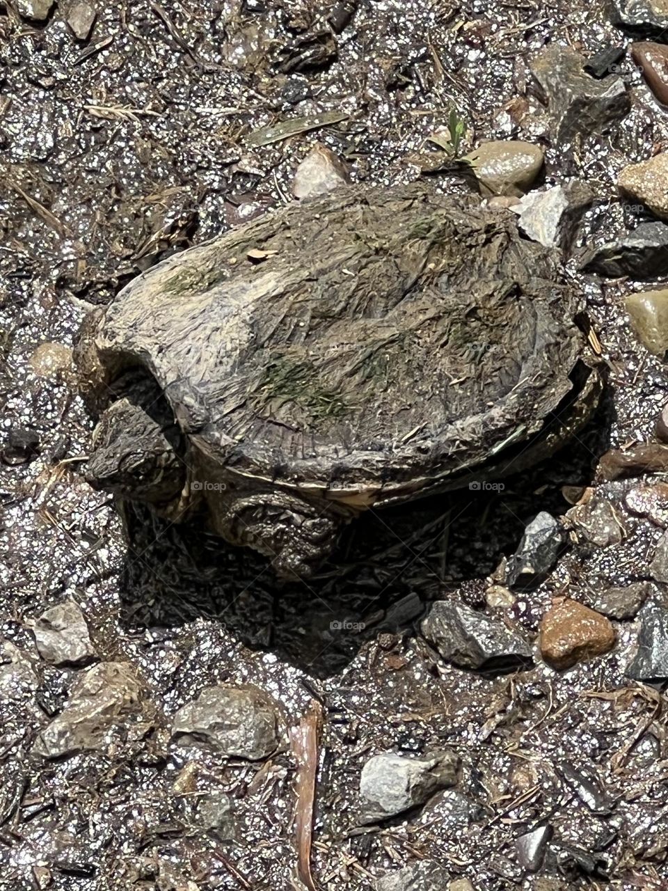 Snapping Turtle