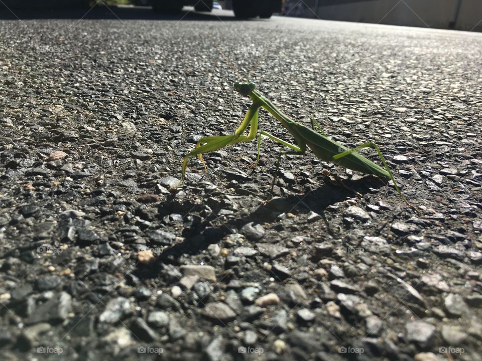 Praying Mantis