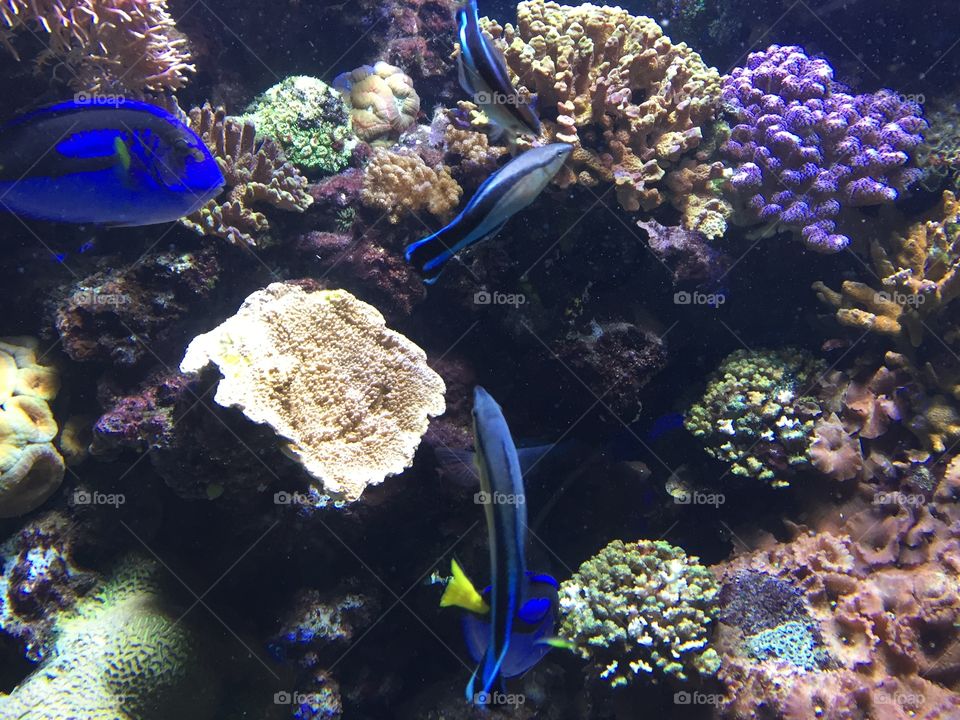 Fish swimming in sea