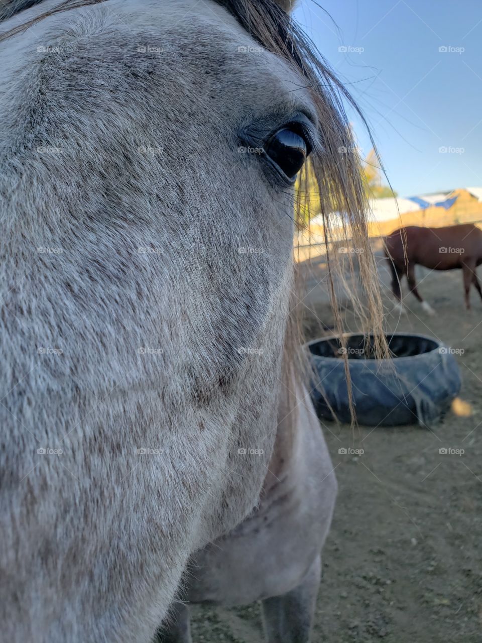 horse face big eyes