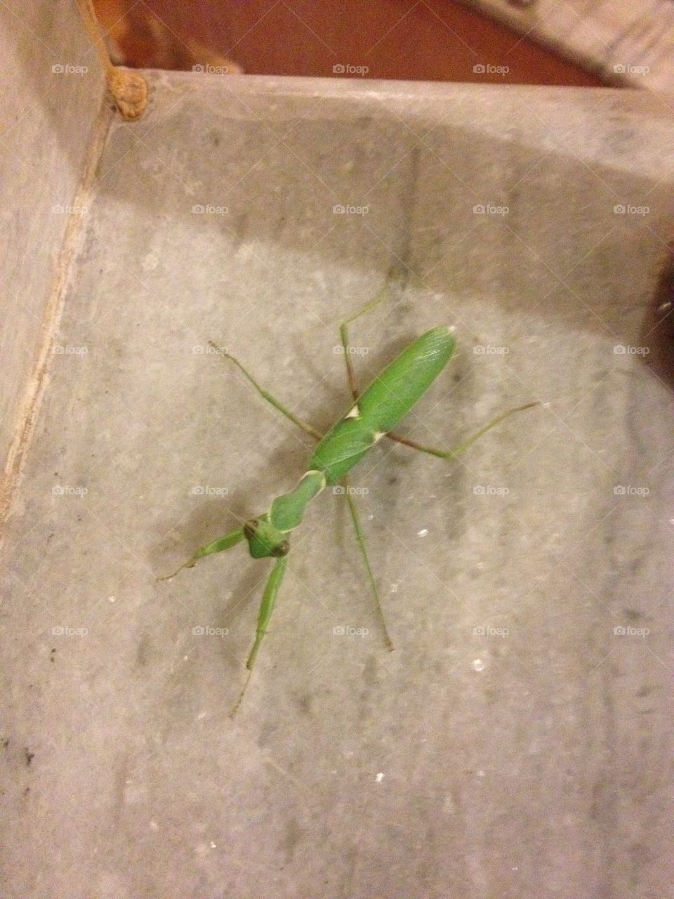 Green mantissa in India. 