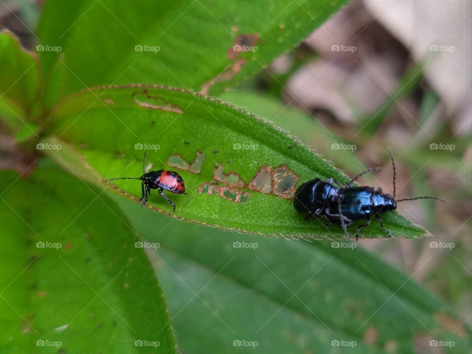 Insect's story (3-end)- Red insect rejected by couple and had to leave.