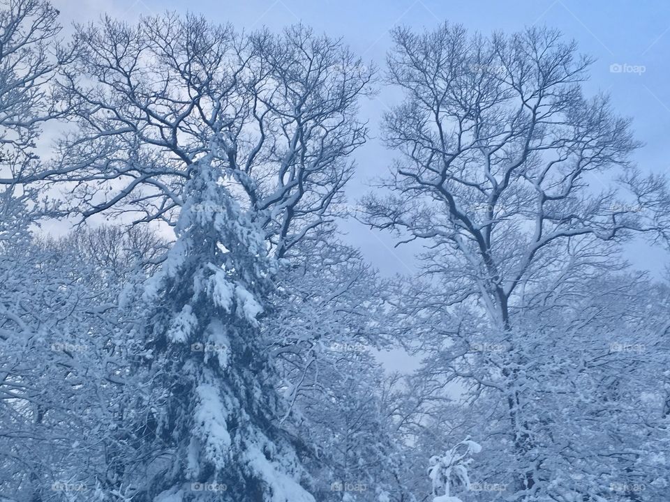 Waking up to a Snowy Wonderland of oak and evergreen trees against an early morning sky.  