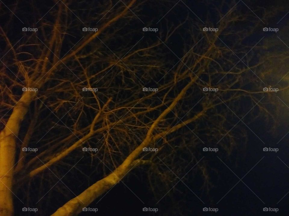 Abstract, No Person, Tree, Dark, Landscape