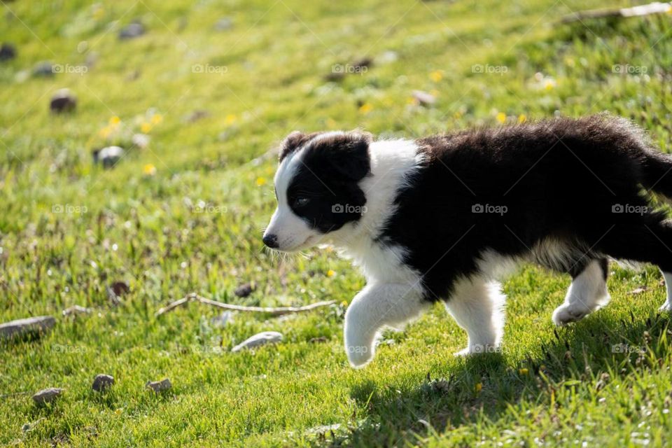 The puppy walking countryside 