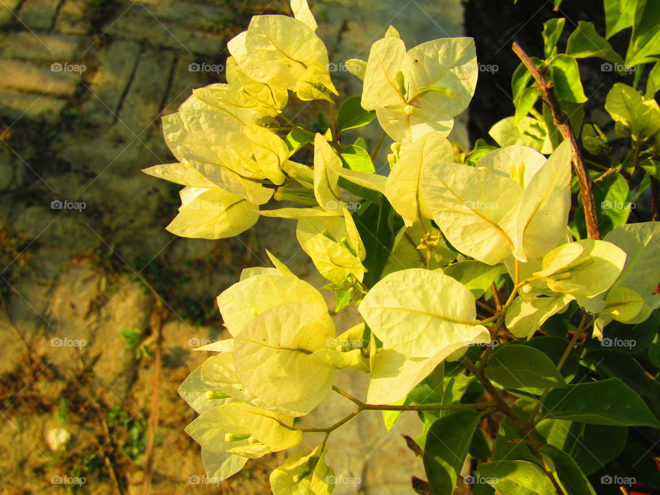 Beautiful Yellow and white  color Bougainvillea is a genus of thorny ornamental vines, bushes, or trees or yellow King bougainvillea.