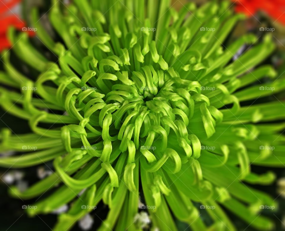 Close up of lime green flower 