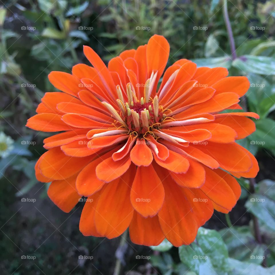 Orange Zinnia