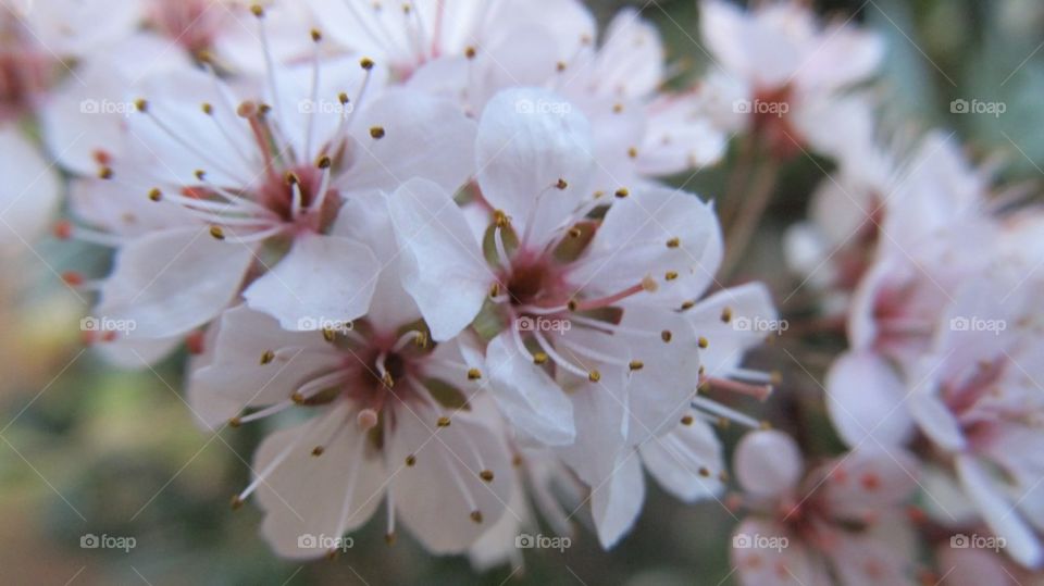 Close-up of pink flower