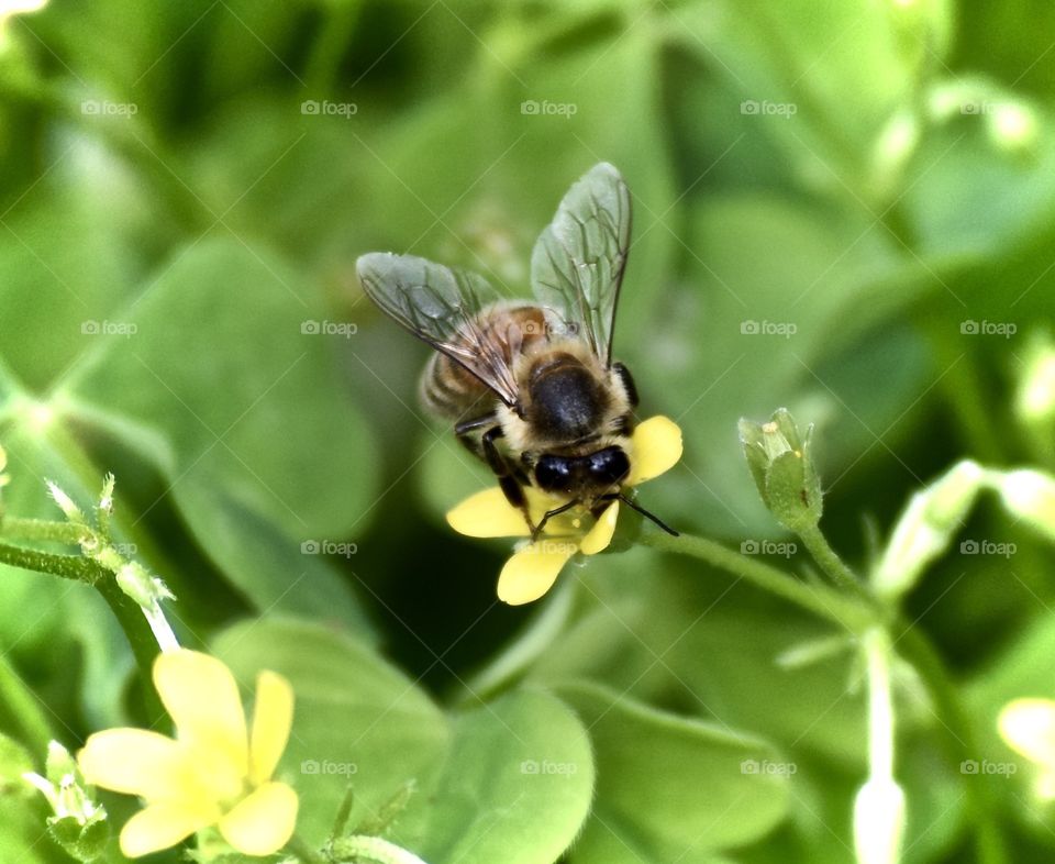 BEEautiful 