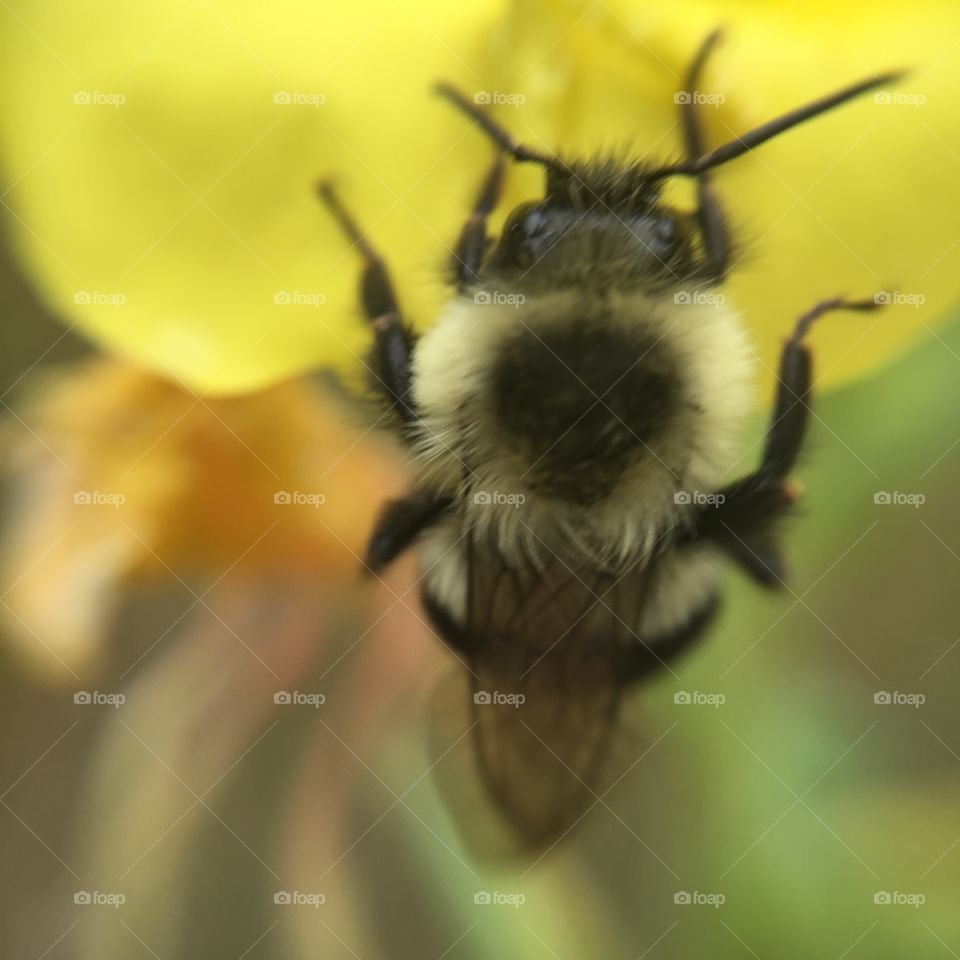 Bee collecting pollen from yellow flowers