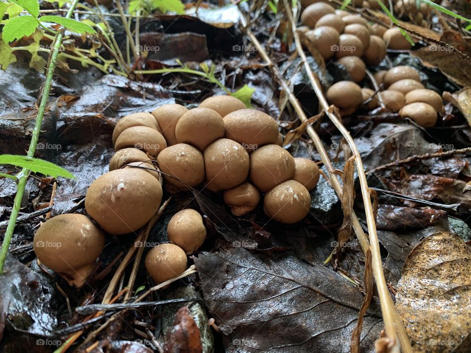 Wild Mushroom clusters
